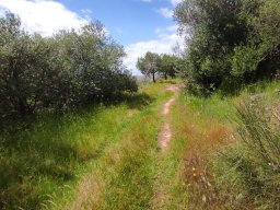 Flora del Cerro Masatrigo